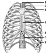 <strong> This figure shows the thoracic cage.What vertebra is indicated by number 8?</strong> A)L1 B)L2 C)T1 D)T12 E)T10