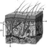 <strong> Number 5 indicates a/an</strong> A)eccrine gland. B)hair follicle. C)hair matrix. D)hair shaft. E)epidermal ridge.