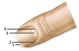 <strong> Which number indicates the eponychium?</strong> A)1 B)2 C)3 D)4 E)5