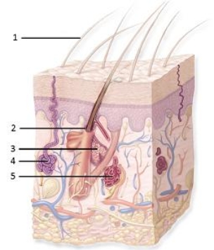 <strong> Which number indicates an apocrine sweat gland?</strong> A)1 B)2 C)3 D)4 E)5