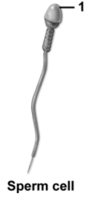 <strong>This figure shows a sperm cell.What structure does number 1 indicate? </strong> A)Flagellum B)Acrosome C)Nucleus D)Midpiece E)Crown