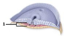 <strong>This figure shows a cross-sectional view of the developing embryo.Which of the three primary germ layers does number 1 indicate? </strong> A)Ectoderm B)Mesoderm C)Endoderm