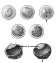 <strong> This figure depicts cleavage.Number 1 indicates a pre-embryo in the _________ stage of development.</strong> A)2-cell B)4-cell C)8-cell D)morula E)blastocyst