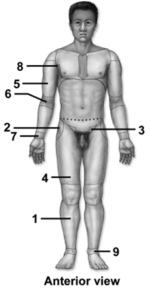 -This figure shows an anterior view of a human in the anatomic position.What region does number 1 indicate?