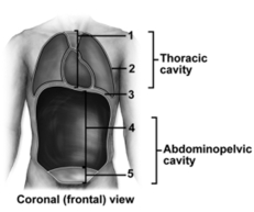 -This figure shows a frontal view of a human.What does number 2 indicate?