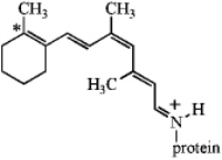The visual pigment in animal cells consists of an isomer of retinal linked to the protein opsin,as shown below.Write an alternative resonance form for this species that shows the positive charge situated on the starred carbon instead of the nitrogen atom and include the curved arrows to show the electron flow.