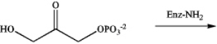 Identify the intermediate imine that results from the following reaction.