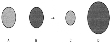   -Which sphere represents the monatomic cation?