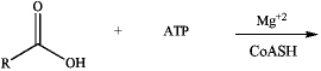 Draw the major products of the following biochemical reaction (where R = a fatty acid chain).