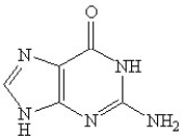 <strong>Which of the following is(are)a purine base found in nucleic acids?</strong> A) B) C) D) E)A and C