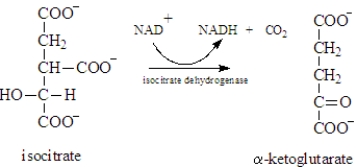 <strong>Examine the following biological reaction. In this reaction,which of the following is not indicated?</strong> A)The reaction produces three products. B)Isocitrate is the primary reactant. C)Isocitrate dehydrogenase is the catalyst for the reaction, D)NAD<sup>+</sup> is an abbreviation for a required reactant. E)All indicate the conditions of the reaction.