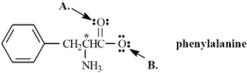 Exhibit 2-3 Phenylalanine is an amino acid that is essential to human nutrition.The representation below shows the structure of phenylalanine at physiological pH.Consider this structure to answer the following question(s). Refer to Exhibit 2-3.The oxygen atom labeled B.has _____ bonding electrons.