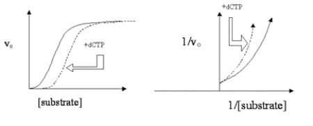 Data are plotted for the action of a histone-modifying enzyme (solid lines) in two graph formats in Figure 4.10.Dashed lines indicate the data for the enzyme in the presence of an effector molecule, deoxycytidine triphosphate (dCTP).   Which statement is not true regarding this enzyme, its substrate (histone protein), and its effector dCTP?