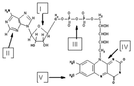 Which labeled group is active in the redox function of the cofactor shown in Figure 5.1, and in which pathway is it most important?