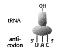 With what messenger RNA (mRNA) codon would the transfer RNA (tRNA) in the diagram be able to form a codon-anticodon base pairing interaction?