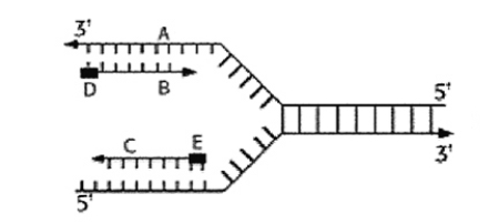 Figure 6.3 is a diagram of DNA replication at a replication fork. The strand labeled C is: