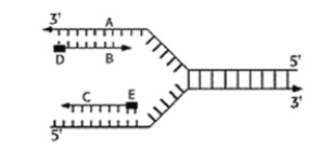 <strong>Figure 6.5 is a diagram of DNA replication at a replication fork. The black boxes labeled D and E are:</strong> A)DNA template strands. B)Okazaki fragments. C)DNA polymerase. D)RNA primers. E)Newly synthesized DNA strands.