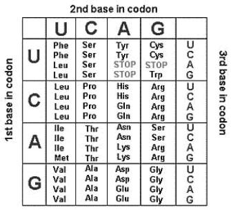 Under conditions in which methionine must be the first amino acid, what protein would be coded for by the following mRNA? 5'-CCUCAUAUGCGCCAUUAUAAGUGACACACA-3'