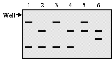 A virgin was raped in Los Angeles and became pregnant.Police investigations have identified four suspects.The woman decided to go through with the pregnancy for religious reasons.It was possible to isolate a few cells of fetal origin from the maternal blood.Enough DNA was obtained for one polymerase chain reaction (PCR).The results for one microsatellite are shown in the gel image in Figure 11.1.Lane 1 is the mother's DNA, lane 2 is the fetal DNA, and lanes 3 to 6 are the suspect's DNA.Which of the suspects remain suspects after this analysis?