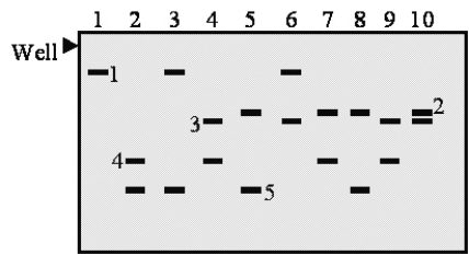 Figure 11.5 is an image of a gel electrophoresis pattern of a microsatellite.The samples are random blood samples from New York, and alleles containing 7, 12, 20, 22, and 35 repeat units can be seen in this gel.Which fragment corresponds to the allele containing 35 repeats?