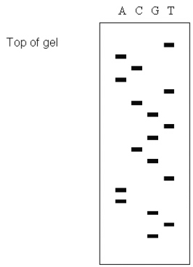 In Figure 11.6, the first 10 bases of the DNA strand being sequenced are: