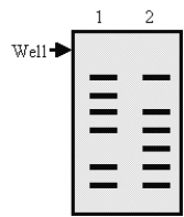 Lane 1 in the following Southern blot contains a sample from a normal control, and lane 2 contains a sample from a patient.The probe is based on the cDNA of a gene.Which type of mutation is most likely, on the basis of these data?