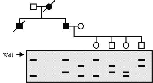 In the following family, I-2 and II-1 have died from a rare form of colon cancer that is inherited as an autosomal dominant trait.The remaining family members have undergone genotyping for a microsatellite marker close to the known gene for colon cancer susceptibility.According to this analysis, what are the genotypes of the children in the third generation (left to right; the term carrier is used for a person who has the genetic disposition but has not yet developed the disease)?