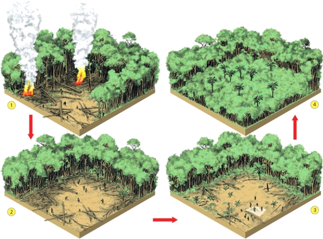 CROPS   Which step involves the planting of crops?<div style=padding-top: 35px> 