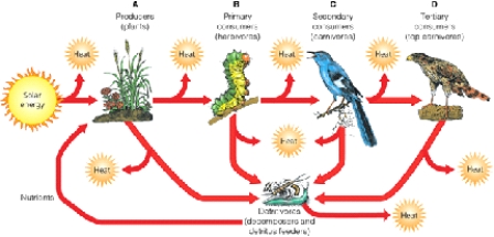 HEAT -Which letter in the diagram is the level that represents the third trophic level?