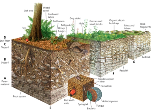 SOIL -Which letter in the diagram indicates the type of soil that supports grasses and small shrubs?NAR: SOIL