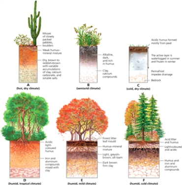 PROFILE -Which letter in the diagram indicates the profile in which most of the plants would have adaptations in order to store water for long periods of time?