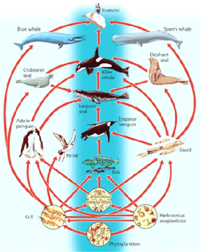 FOOD WEB -What geographic location is inferred from the image?