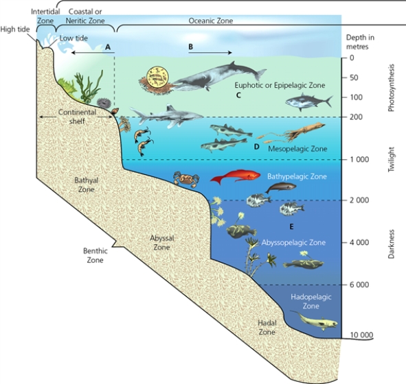 ZONES -Which letter in the diagram corresponds to the zone that is dominated by the process of decomposition?