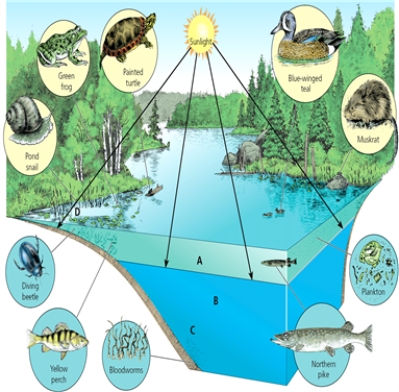 LIGHT -Which letter in the diagram corresponds to the zone close to shore in which light penetrates all the way to the bottom of the waterbody?