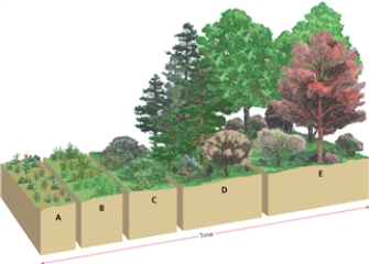 STAGE -Which letter in the diagram corresponds to the stage in which perennial weeds and grasses are plentiful?
