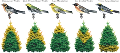 WARBLERS -According to the above diagram,when different species of warblers inhabit the same area,is food competition reduced?