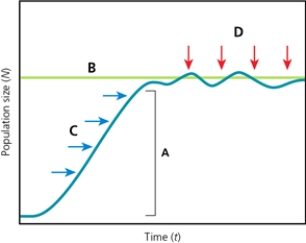 POPULATION -Which letter in the diagram represents a population's capacity for growth?