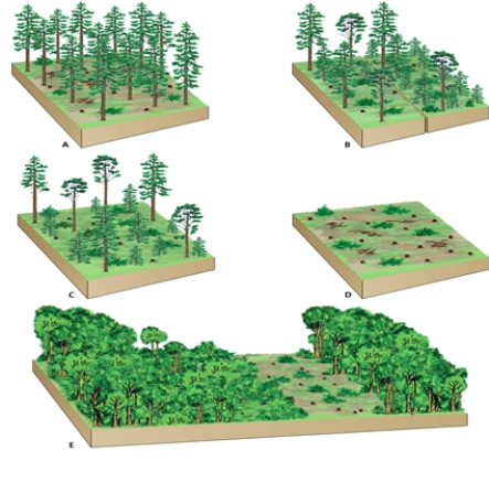 TREES -Which letter in the diagram corresponds to the method that has the maximum economic return in the shortest amount of time?