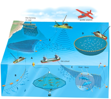 FISHING -Which letter in the diagram corresponds to the method that uses hundreds or thousands of hooks on a fishing line?