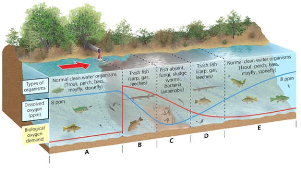 ZONES -Which letter in the diagram corresponds to the zone in which the breakdown of degradable wastes by bacteria starts to deplete the dissolved oxygen?