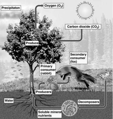 -On the figure of an ecosystem, choose which of the components in the figure are categorized as abiotic.