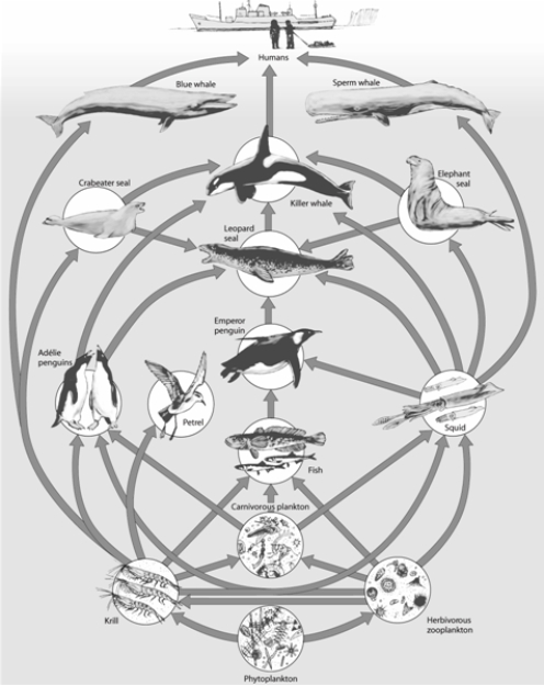 -What trophic level is occupied by the emperor penguin in the above food web? Briefly state the reason for your choice.