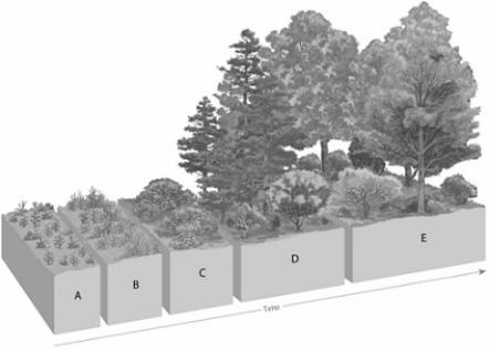 Match the items listed below with the appropriate choice On the ecological succession figure, choose the letter that represents a mature forest of hardwoods.