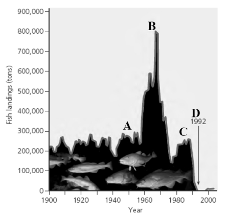 Using the graph pictured below that shows the tons of cod catch in the North Atlantic from 1900 on, match the appropriate letter with the description given. What point on the graph represents the fish catch after the use of bottom trawlers was established?