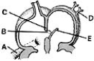 <strong> ________ Directs blood into the left atrium</strong> A)A B)B C)C D)D E)E