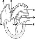 <strong> ________ Is partly derived from the sinus venosus</strong> A)A B)B C)C D)D E)E
