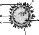 <strong> ________ Corona radiata</strong> A)A B)B C)C D)D E)E