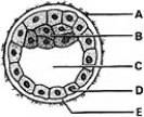 <strong> ________ Embryoblast</strong> A)A B)B C)C D)D E)E