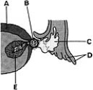<strong> ________ Derived from a primary oocyte</strong> A)A B)B C)C D)D E)E