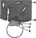 <strong> ________ Syncytiotrophoblast</strong> A)A B)B C)C D)D E)E